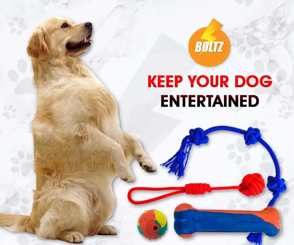 3 Ways to Buy the Best Dog Accessories - Image 1